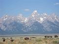 Grand Teton et bisons